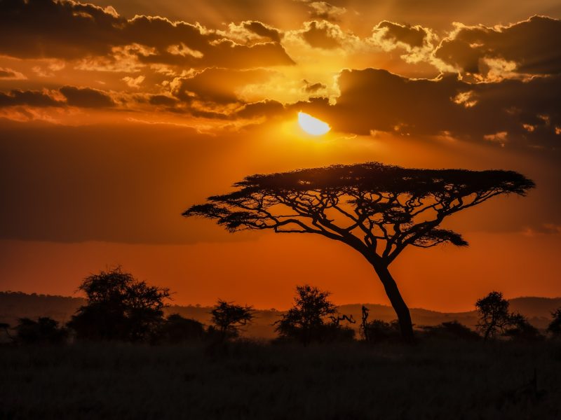 Uganda: gorilas, lagos y selva tropical